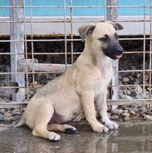 IRMI, Hund, Mischlingshund in Rumänien - Bild 2