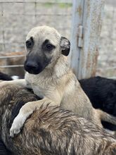 IRMI, Hund, Mischlingshund in Rumänien - Bild 4