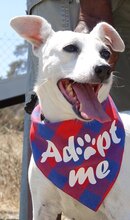 MAYIA, Hund, Jack Russell Terrier in Zypern - Bild 1