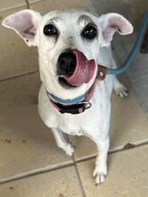 MAYIA, Hund, Jack Russell Terrier in Zypern - Bild 10