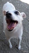 MAYIA, Hund, Jack Russell Terrier in Zypern - Bild 12