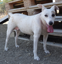 MAYIA, Hund, Jack Russell Terrier in Zypern - Bild 13