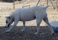 MAYIA, Hund, Jack Russell Terrier in Zypern - Bild 14