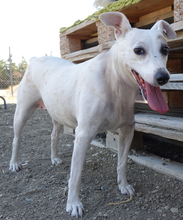 MAYIA, Hund, Jack Russell Terrier in Zypern - Bild 15