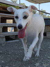 MAYIA, Hund, Jack Russell Terrier in Zypern - Bild 16