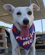 MAYIA, Hund, Jack Russell Terrier in Zypern - Bild 17