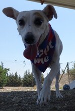 MAYIA, Hund, Jack Russell Terrier in Zypern - Bild 18