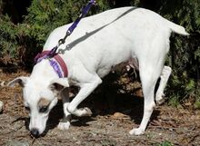 MAYIA, Hund, Jack Russell Terrier in Zypern - Bild 20