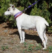 MAYIA, Hund, Jack Russell Terrier in Zypern - Bild 21