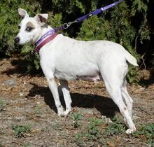 MAYIA, Hund, Jack Russell Terrier in Zypern - Bild 22