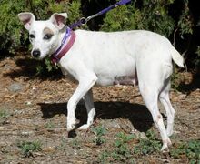 MAYIA, Hund, Jack Russell Terrier in Zypern - Bild 23