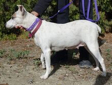 MAYIA, Hund, Jack Russell Terrier in Zypern - Bild 24