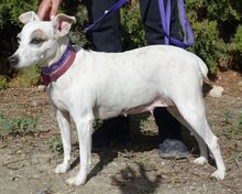 MAYIA, Hund, Jack Russell Terrier in Zypern - Bild 25