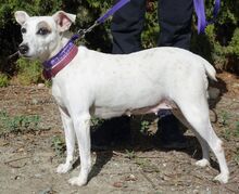 MAYIA, Hund, Jack Russell Terrier in Zypern - Bild 26