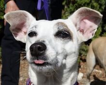 MAYIA, Hund, Jack Russell Terrier in Zypern - Bild 27