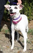 MAYIA, Hund, Jack Russell Terrier in Zypern - Bild 28