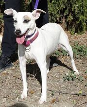 MAYIA, Hund, Jack Russell Terrier in Zypern - Bild 30