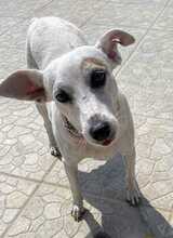 MAYIA, Hund, Jack Russell Terrier in Zypern - Bild 4