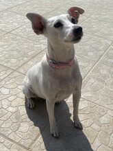 MAYIA, Hund, Jack Russell Terrier in Zypern - Bild 6