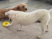 MAYIA, Hund, Jack Russell Terrier in Zypern - Bild 8