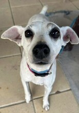 MAYIA, Hund, Jack Russell Terrier in Zypern - Bild 9