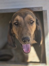 RUDI, Hund, Jagdhund-Mix in Griechenland - Bild 1