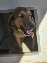 RUDI, Hund, Jagdhund-Mix in Griechenland - Bild 2