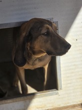 RUDI, Hund, Jagdhund-Mix in Griechenland - Bild 3