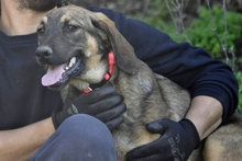 LUCAS, Hund, Jagdhund-Mix in Griechenland - Bild 10