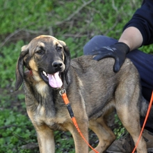 LUCAS, Hund, Jagdhund-Mix in Griechenland - Bild 11