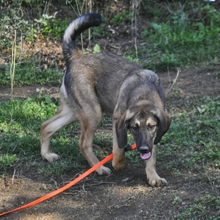 LUCAS, Hund, Jagdhund-Mix in Griechenland - Bild 9