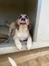 LUSY, Hund, Mischlingshund in Griechenland - Bild 1