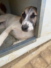 LUSY, Hund, Mischlingshund in Griechenland - Bild 3