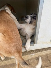 LUSY, Hund, Mischlingshund in Griechenland - Bild 4