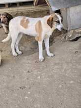 PHILIA, Hund, Mischlingshund in Griechenland - Bild 2