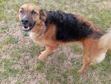 NATAN, Hund, Border Collie-Deutscher Schäferhund-Mix in Italien - Bild 3