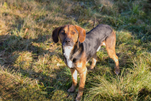 GERRY, Hund, Mischlingshund in Kroatien - Bild 1