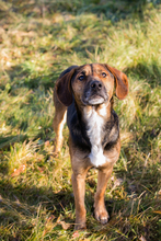 GERRY, Hund, Mischlingshund in Kroatien - Bild 2