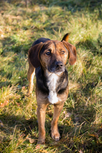 GERRY, Hund, Mischlingshund in Kroatien - Bild 3