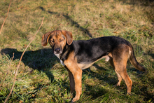 GERRY, Hund, Mischlingshund in Kroatien - Bild 4