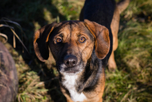 GERRY, Hund, Mischlingshund in Kroatien - Bild 5