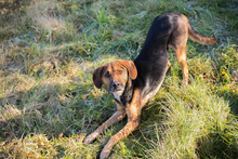 GERRY, Hund, Mischlingshund in Kroatien - Bild 6