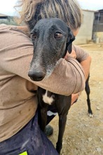 NALA, Hund, Galgo Español in Oberhausen - Bild 10