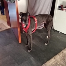 NALA, Hund, Galgo Español in Oberhausen - Bild 2