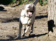 FIONA, Hund, Mischlingshund in Ungarn - Bild 2