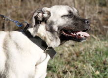 FIONA, Hund, Mischlingshund in Ungarn - Bild 3