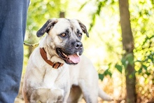FIONA, Hund, Mischlingshund in Ungarn - Bild 8