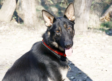 GALOCA, Hund, Deutscher Schäferhund in Ungarn - Bild 3