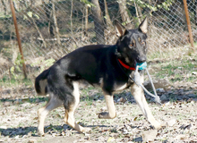 GALOCA, Hund, Deutscher Schäferhund in Ungarn - Bild 4