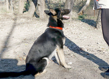 GALOCA, Hund, Deutscher Schäferhund in Ungarn - Bild 6